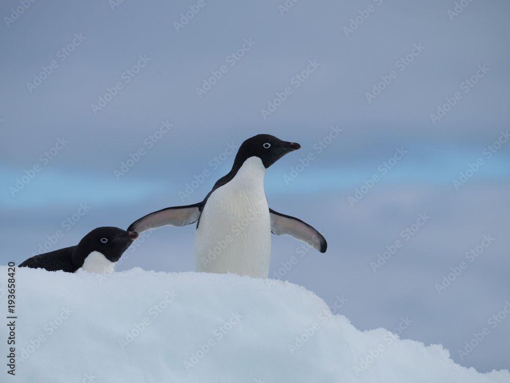 Obraz premium Two Adelie Penguins Facing Right. They are standing atop an iceberg in the Southern Ocean in Antarctica.