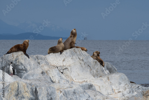 Seals and a Single Cormorant in the Beagle Channel on a rocky island. © tloventures