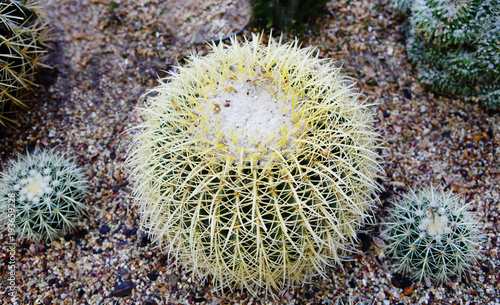                                         Golden Barrel Cactus