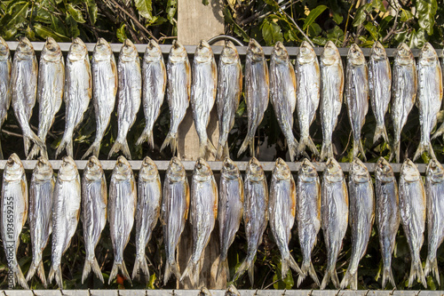fish to dry