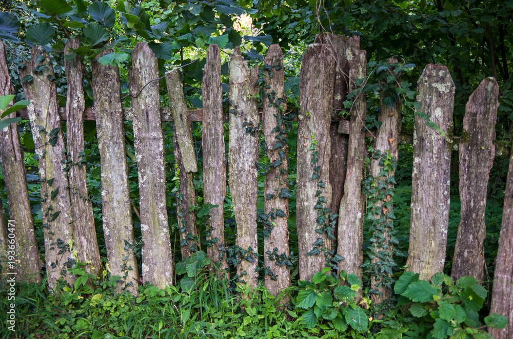 Old wooden fence, braided plants Old wooden fence, braided plants