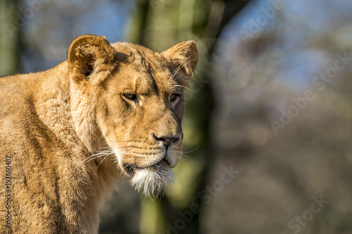 Fototapeta Naklejka Na Ścianę i Meble -  Close up of female lion