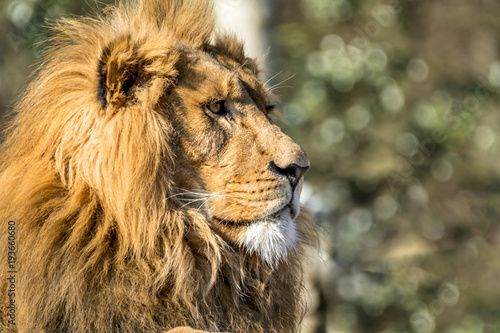 Fototapeta Naklejka Na Ścianę i Meble -  Close-up of male lion lying on a branch