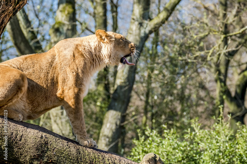Fototapeta Naklejka Na Ścianę i Meble -  Close up of female lion