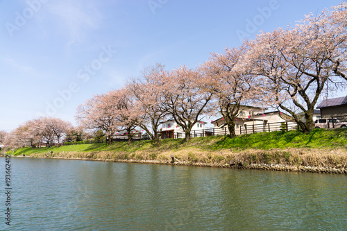 Wallpaper Mural 神通川下流　桜 Torontodigital.ca