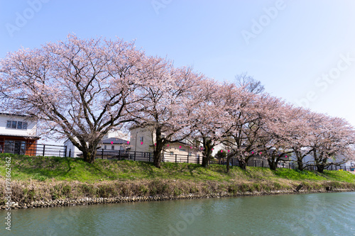 Wallpaper Mural 神通川下流　桜 Torontodigital.ca