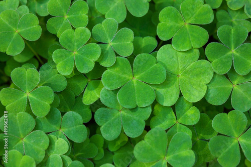  Green background with three-leaved shamrocks. St. Patrick's day holiday symbol.  Shallow DOF. Selective focus.