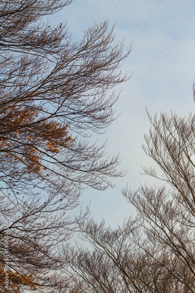 Obraz premium Autumn trees on a blue sky