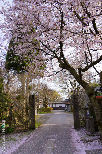Wallpaper Mural 瑞龍寺側　桜 Torontodigital.ca