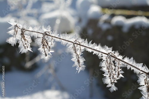 icy crystal grass - snowy - winter wonderland - Thuringia Suhl