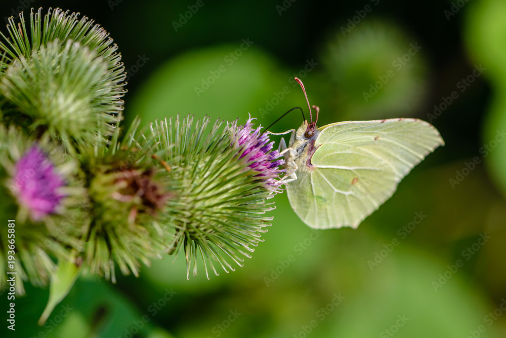 Butterfly of lemongrass gathers nectar from prickly buds of burdock Butterfly of lemongrass gathers nectar from prickly buds of burdock