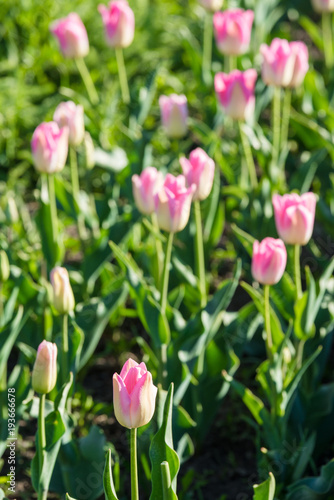 Pink tulips blooming in the garden