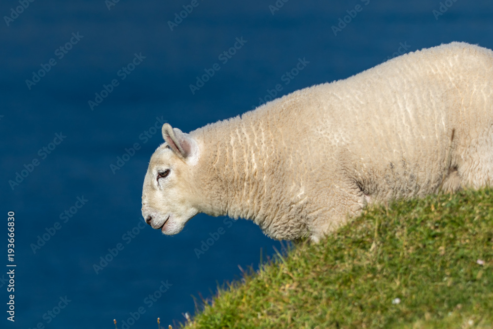 Fototapeta premium Lamb on a slope