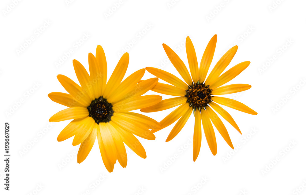 Naklejka premium Cape daisies isolated