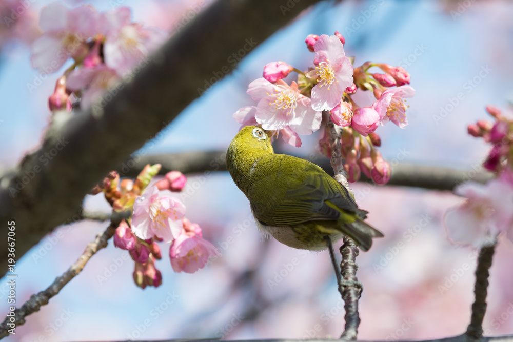 Japanese white-eye with cherry blossoms in Miura City, Kanagawa Prefecture, Japan. Japanese white-eye with cherry blossoms in Miura City, Kanagawa Prefecture, Japan.