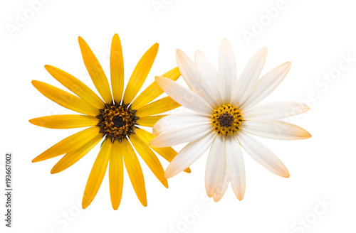 Cape daisies isolated