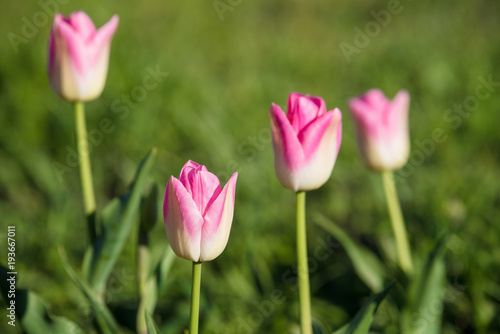 Pink tulips blooming in the garden