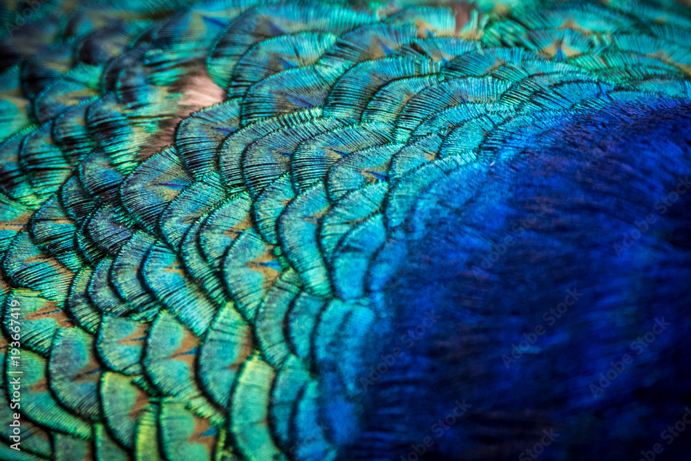 Fototapeta Close-up of peacock feathers