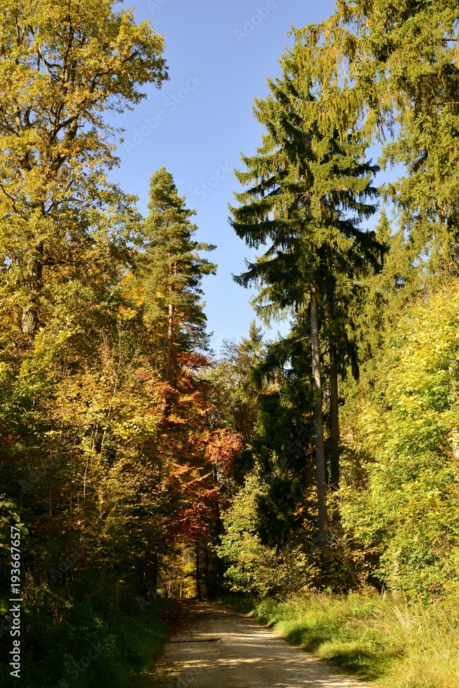 Pathway through the autumn forest