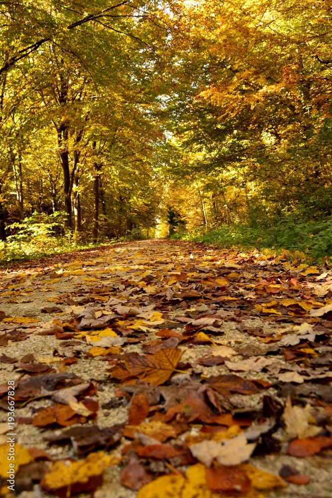 Pathway through the autumn forest with foliage on the ground Pathway through the autumn forest with foliage on the ground