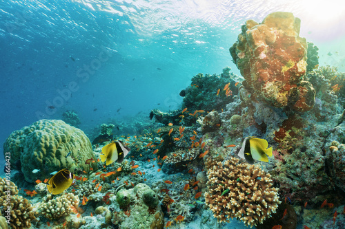 Korallenriff mit bunten, tropischen Fischen auf den Malediven