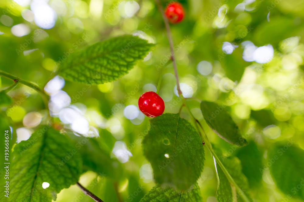Red cherry on a tree in summer Red cherry on a tree in summer