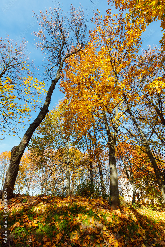 Fototapeta premium Autumn maple trees in park