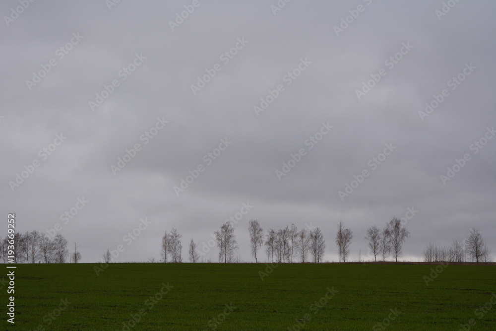 Autumn landscape with field of winter crops, trees on horizon and stratus clouds. Autumn landscape with field of winter crops, trees on horizon and stratus clouds.