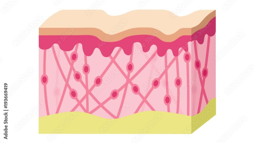 collagen in younger skin and aging graphic collagen in younger skin and aging graphic
