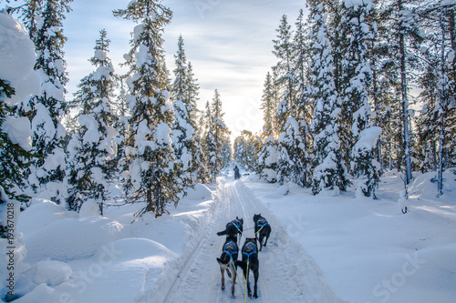 Tableau sur toile Dog Sledding, Sweden