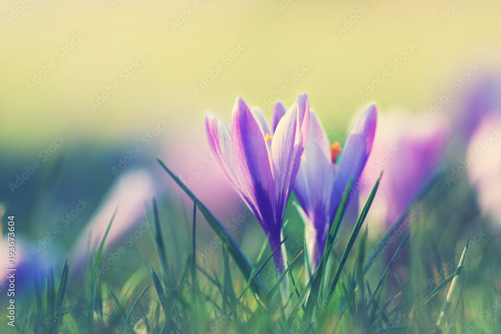 Frühling im Garten Frühling im Garten