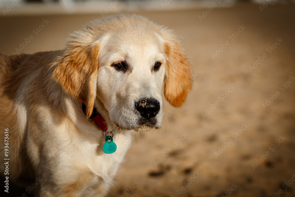 Golden Retriever