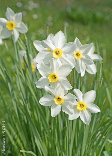 Fototapeta Naklejka Na Ścianę i Meble -  Narzissen, Narcissus