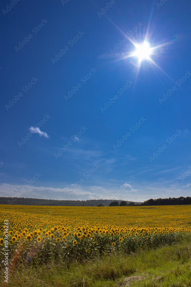 Obraz premium sun over sunflowers