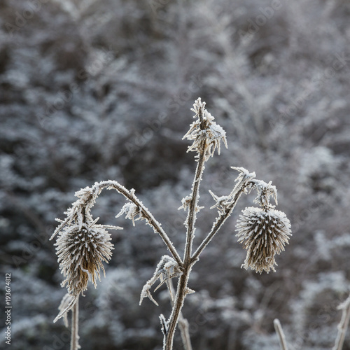 Between winter and spring