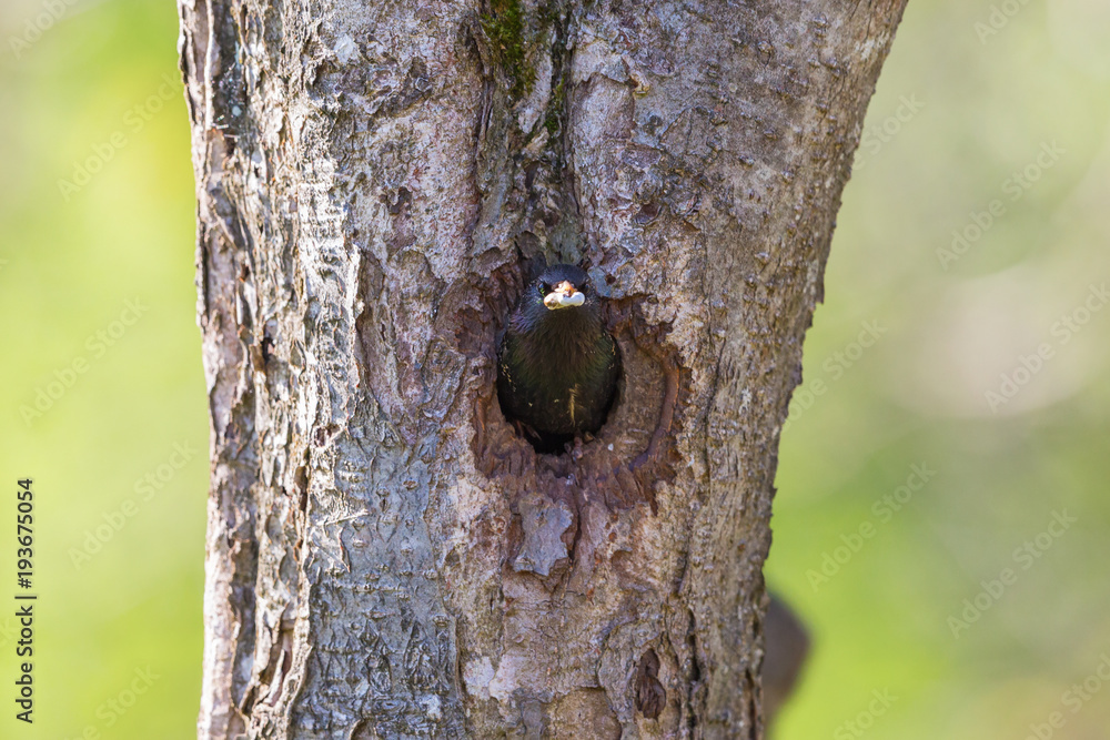 Starling with droppings in its beak Starling with droppings in its beak