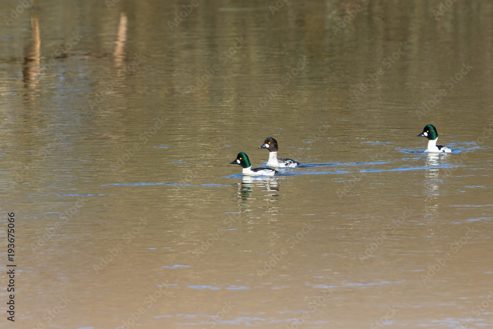 Goldeneye swimming in the lake in spring Goldeneye swimming in the lake in spring