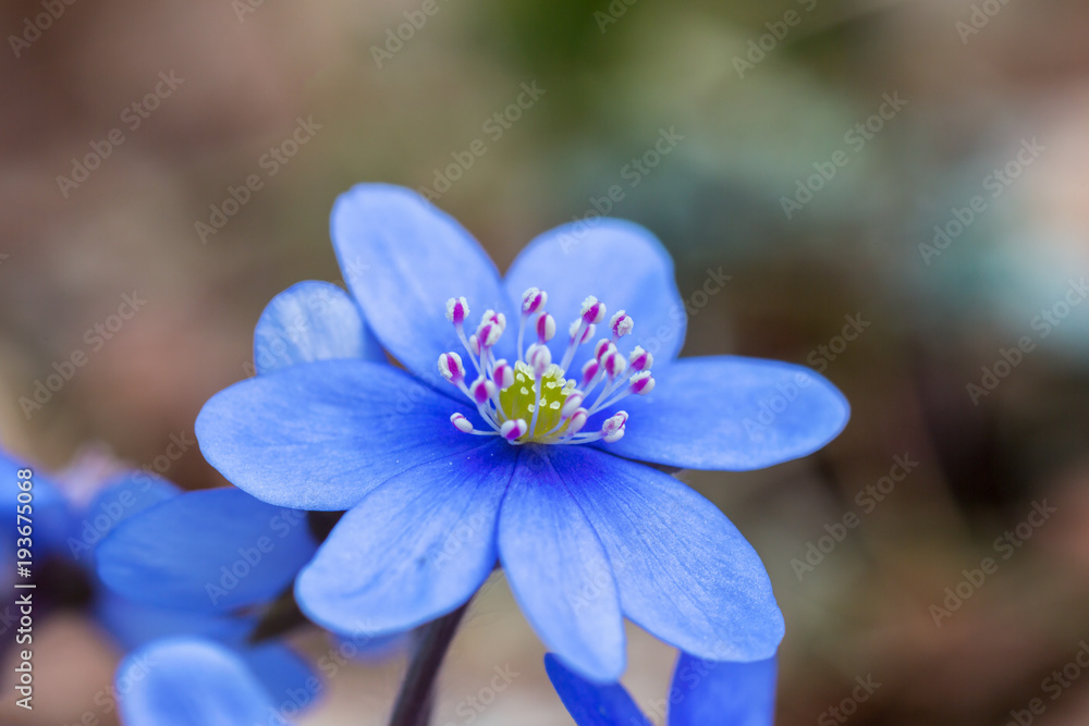Hepatica flower in early spring Hepatica flower in early spring