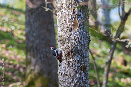 Great spotted woodpecker on a tree trunk