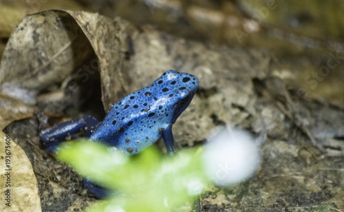 Blue Poisonous Dart Frog