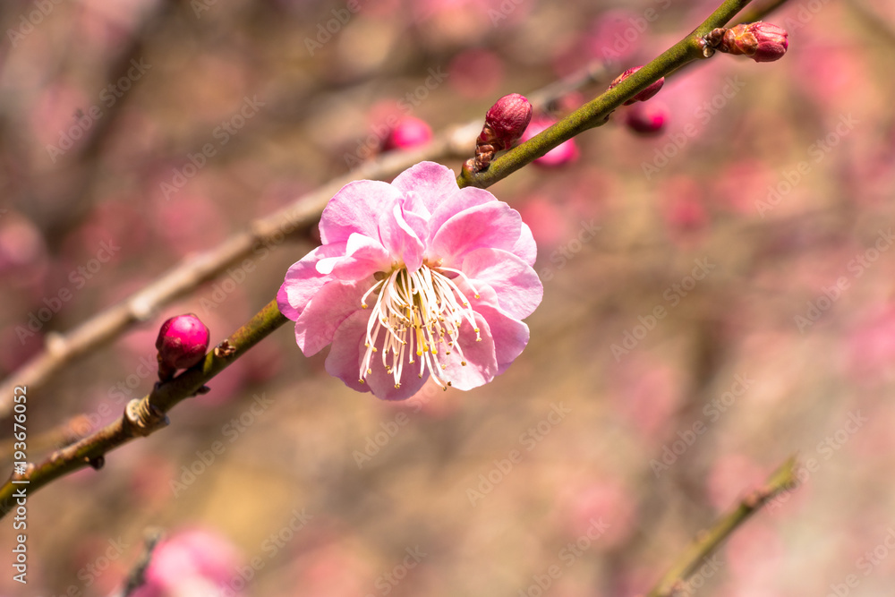 Red plum blooming in Nokogiri-mountain Red plum blooming in Nokogiri-mountain