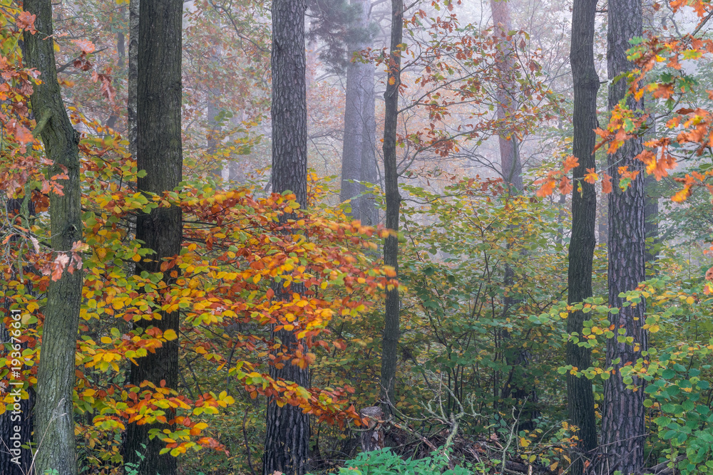 Fototapeta premium colourful leafs and mist - Farbenpracht im Nebel