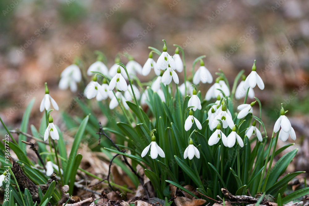 white snowdrop flowers in spring white snowdrop flowers in spring
