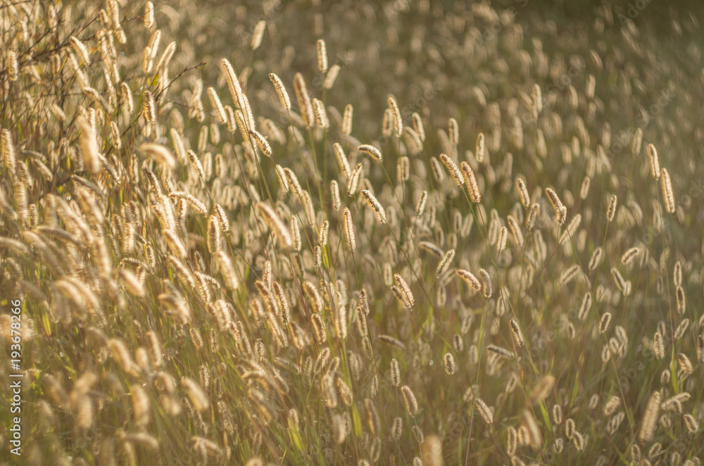 background of summer field plants. Wallpaper background of summer field plants. Wallpaper
