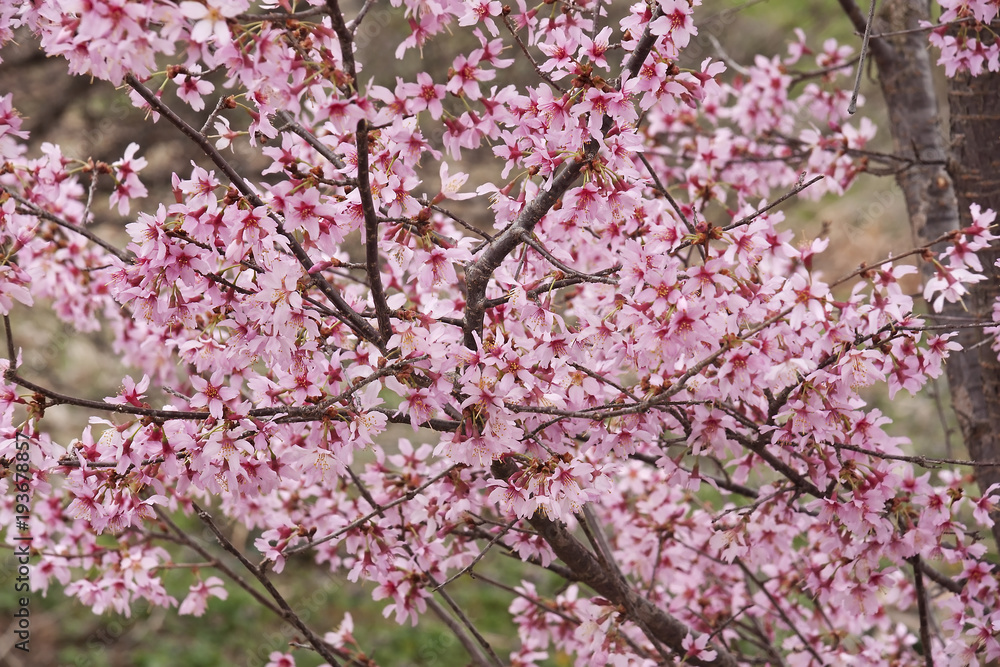 Okame flowering cherry (Prunus x incam Okame) Okame flowering cherry (Prunus x incam Okame)