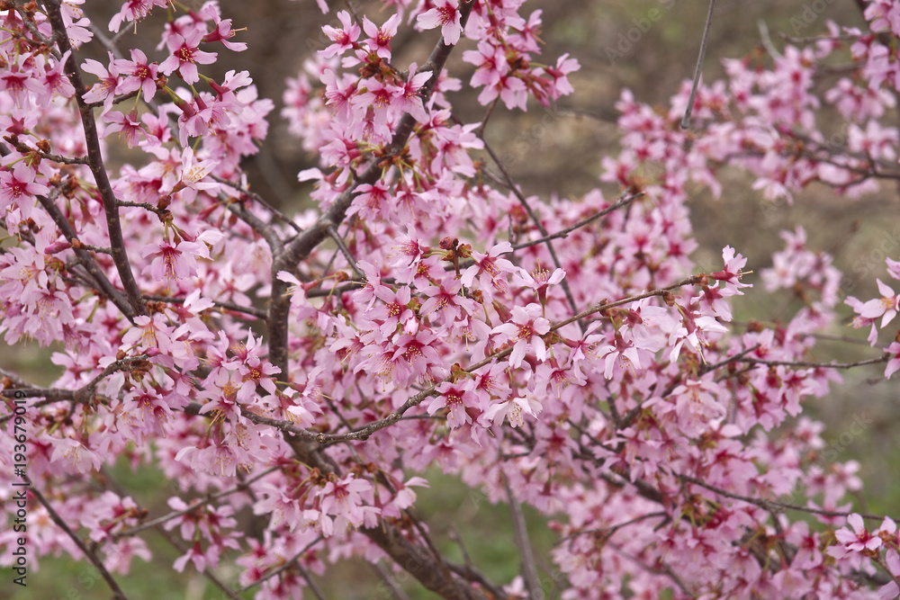 Okame flowering cherry (Prunus x  incam Okame)