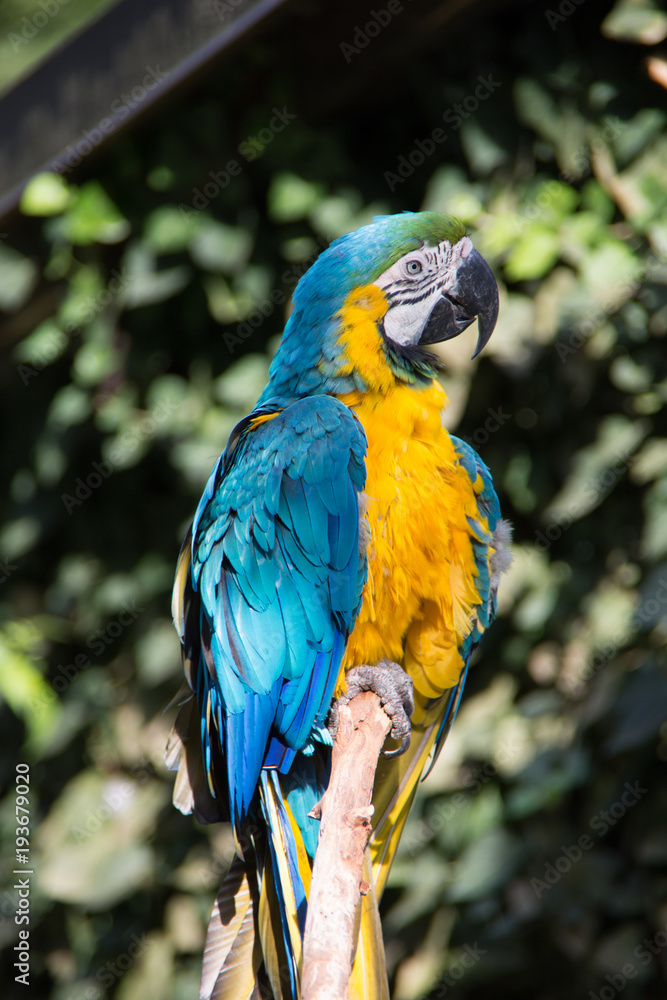 Papageien aus Südamerika
