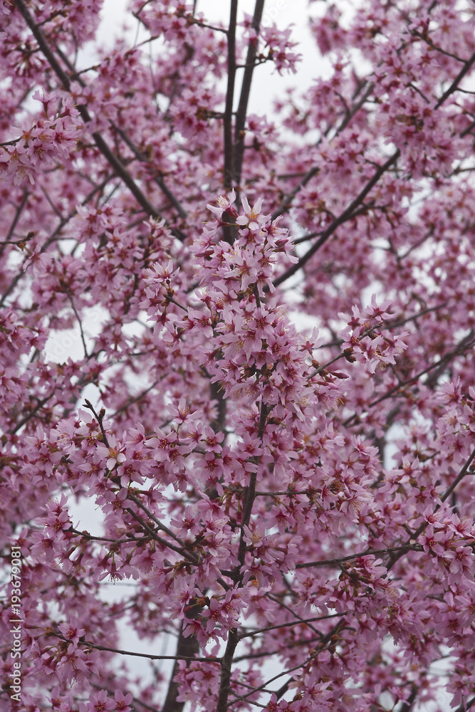 Okame flowering cherry (Prunus x  incam Okame)