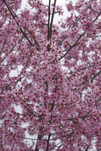 Okame flowering cherry (Prunus x incam Okame)