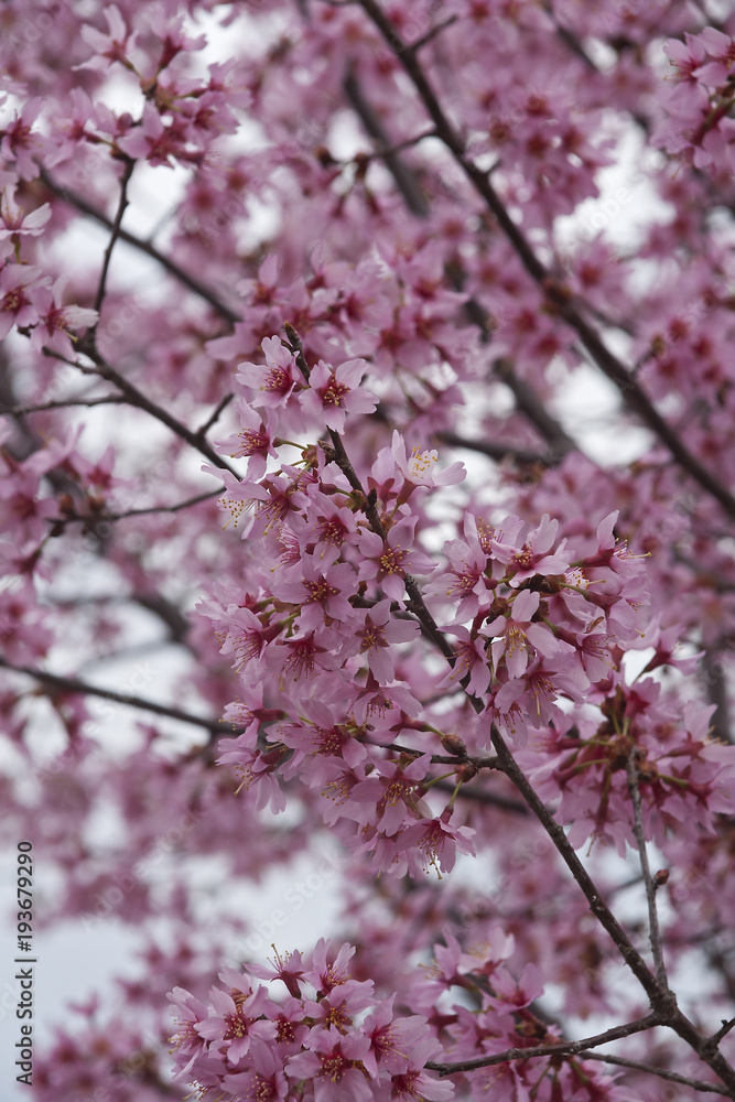Okame flowering cherry (Prunus x incam Okame) Okame flowering cherry (Prunus x incam Okame)